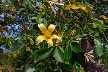 Flowering branch of baobab tree