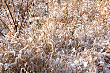 Frost and snow covered grass