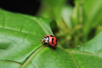 Asian lady beetle or Ladybird lady bug is quietly catching on the stalk and leaves.	