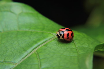 Asian lady beetle or Ladybird lady bug is quietly catching on the stalk and leaves.	