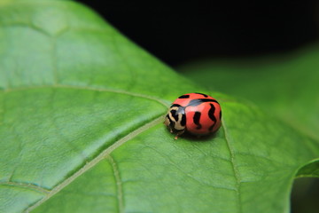 Asian lady beetle or Ladybird lady bug is quietly catching on the stalk and leaves.	