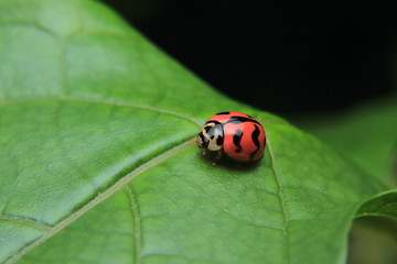 Asian lady beetle or Ladybird lady bug is quietly catching on the stalk and leaves.	