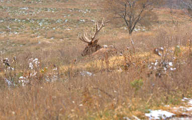 Tall grass is hiding the large Bull Elk laying down in the early morning sunlight
