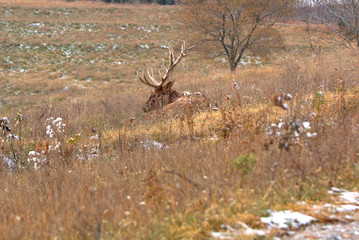 Tall grass is hiding the large Bull Elk laying down in the early morning sunlight