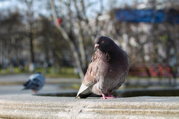 Pigeon ruffled up in the city park. Portrait of animal bird looking at the camera. Copy space for...