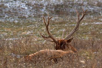 What a view of a Bull Elk on a hill side in the early morning sunlight