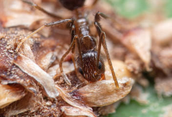 Macro Photo of Two Millimeters Tiny Ant Eating Dry Bird Poop on Green Leaf