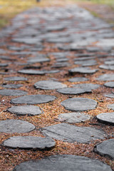 Forest road made with tree stumps. Natural path in the park closeup. Orange and yellow conifer needles on the ground. Autumn vertical background or wallpaper