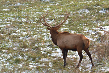 Naklejka na ściany i meble Large Elk in a mountain meadow with a light covering of snow covering the grass