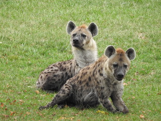 Double Hyena