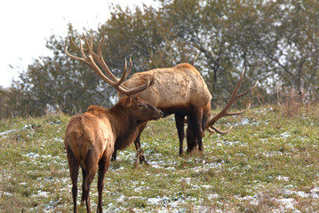 Naklejka na ściany i meble Two Bull Elk seem to be collecting notes on their territories