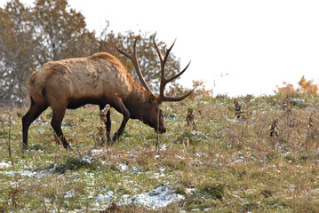 Early morning sunligt reflecting off the tops of the Bull Elk