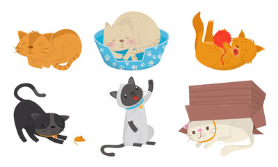 Cute Domestic Cats Playing or Sleeping Vector Set