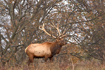 Colorful Bull Elk in the fall colors along a tree loine