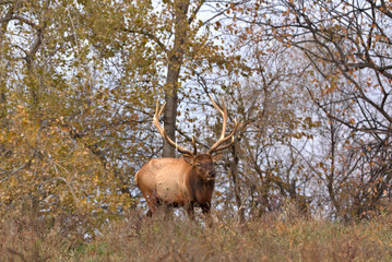 Colorful Bull Elk in the fall colors along a tree loine