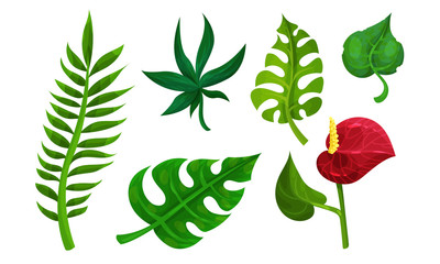 Tropical Plants Vector Illustrated Set. Different Exotic Flora Collection