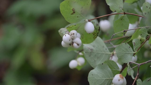 Closeup white toxic berries symphoricarpos,waxberry ghostberry with yellow or orange leave