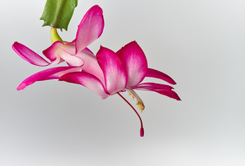 pink flower isolated on white background