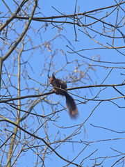 Eichhörnchen