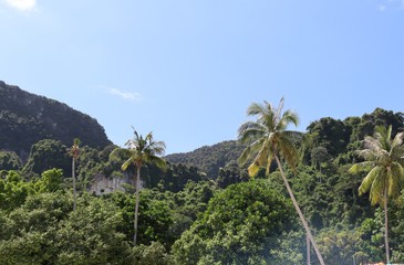 Fototapeta premium landscape with palm trees and blue sky