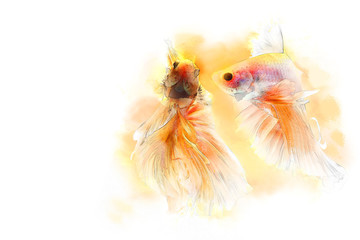Both of Betta fish or siamese fighting fish swimming and movement in aquarium crystal tank on white background, it have gold color. ART and pet concept in water color effect. Free space for text.