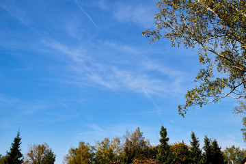 Beautiful sky with white clouds and top of trees. Background