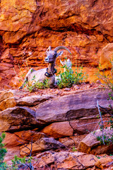 Fototapeta na wymiar Mountain Goats resting on the cliffs along the Zion - Mount Carmel Highway in Zion National Park, Utah, USA
