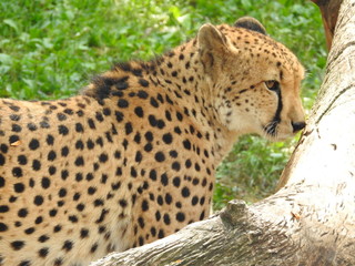 Cheetah Portrait