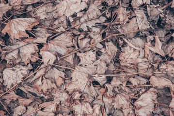 Background of autumn tinted old leaves. Yellow-orange dull texture. The concept of cold, withering, depressive bad mood. The view from the top. The surface of the firing table lay flat. Copy space