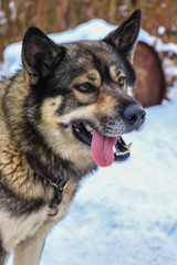 portrait of a dog