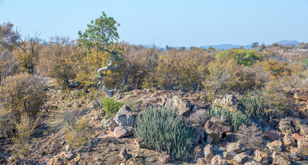 Typical habitat conditions in the lanner gorge area in the northern Kruger National Park in South Africa image in horizontal format