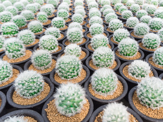 Green cactus in ball shape with white fur in black cultivation bowl background