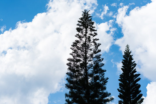 Silhouette of pine tree on blue sky background