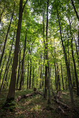 Fototapeta premium Autumn