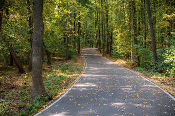 Fototapeta premium Autumn