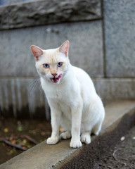 白い野良猫　white cat