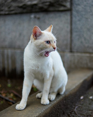 白い野良猫　white cat