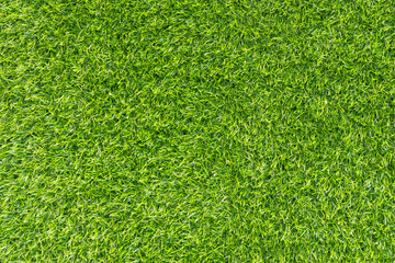 Fototapeta premium Green Grass background