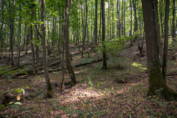 Obraz premium Autumn