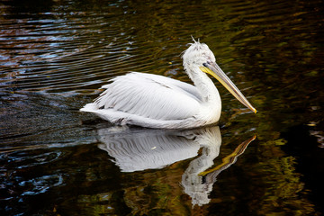 Dalmatian pelican.  The bird has a curly tuft on its head. Pelicans are the largest of the waterfowl. Common in the tropics of all continents except Antarctica. 