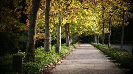 Fototapeta na wymiar Autumn trees alley in the park
