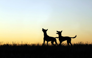 Two silhouettes of a dog against the background of the sky, Belgian Shepherd Malinois, dogs...