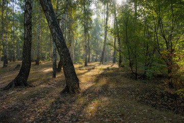 Fototapeta premium Autumn