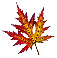 Beautiful colorful yellow red autumn leaf of Acer saccharinum, commonly known as silver maple isolated on white background