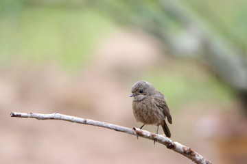 bird on a branch