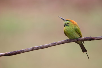 Bee-Eater