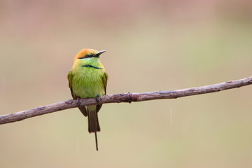 Bee-Eater
