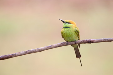 Bee-Eater