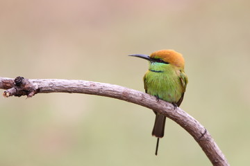 Bee-Eater