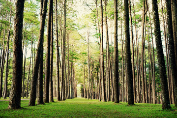Pine forest in summer nature landscape
